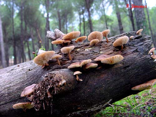 Lentinellus omphalodes